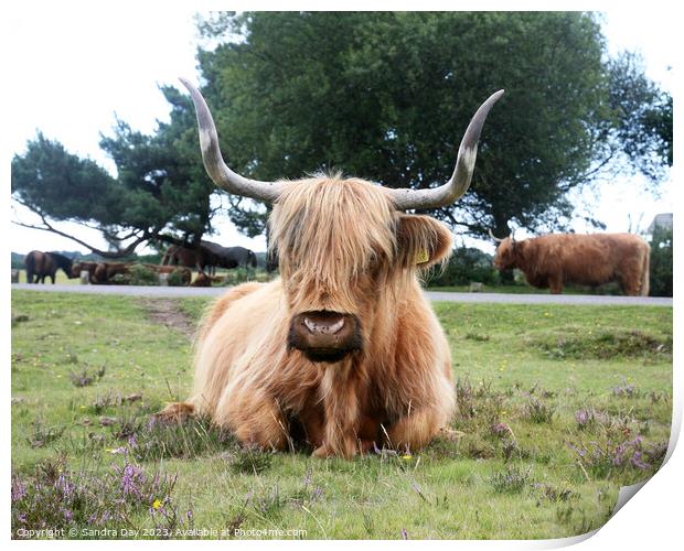 A large brown cow laying on grass covered field Print by Sandra Day