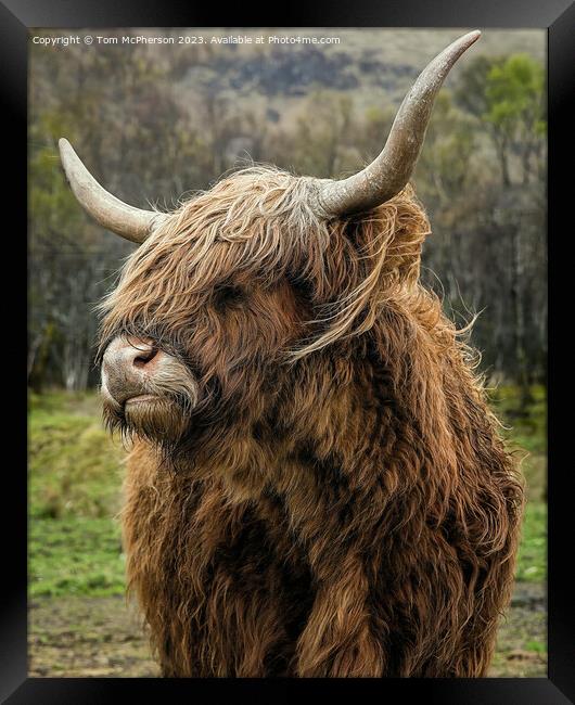 Quirky Highland Cow Stares into the Camera Framed Print by Tom McPherson