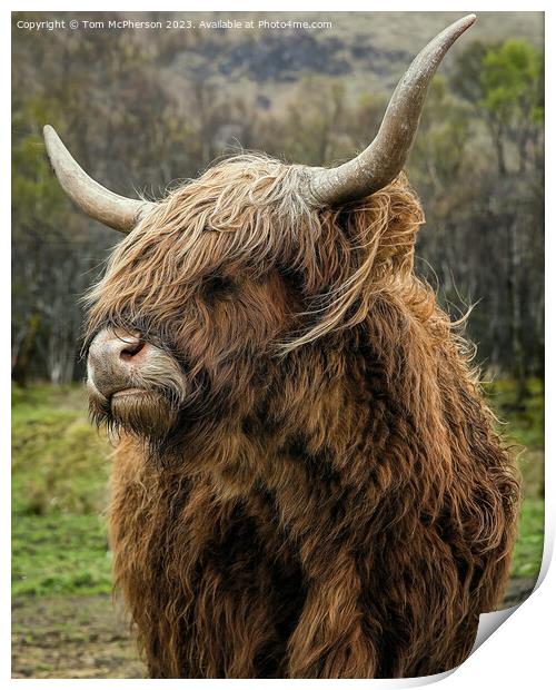 Quirky Highland Cow Stares into the Camera Print by Tom McPherson
