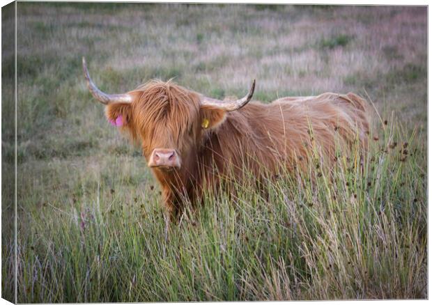 The beautiful Highland Cow Canvas Print by Leighton Collins