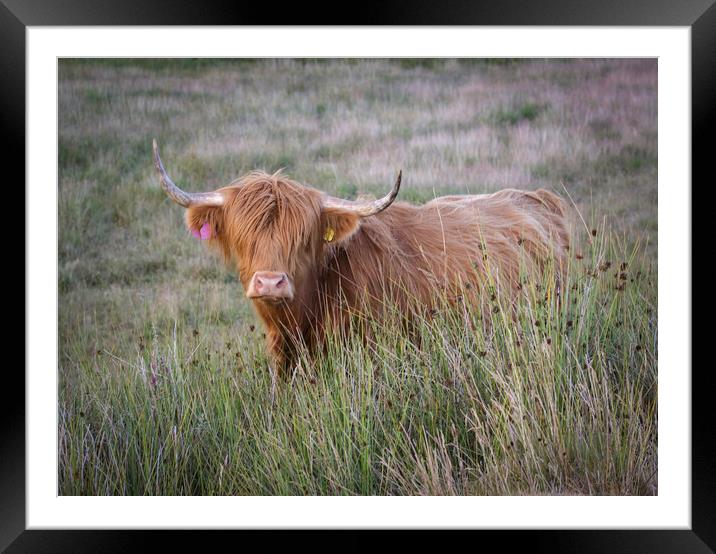 The beautiful Highland Cow Framed Mounted Print by Leighton Collins