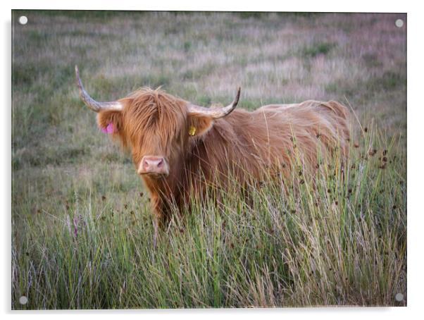 The beautiful Highland Cow Acrylic by Leighton Collins
