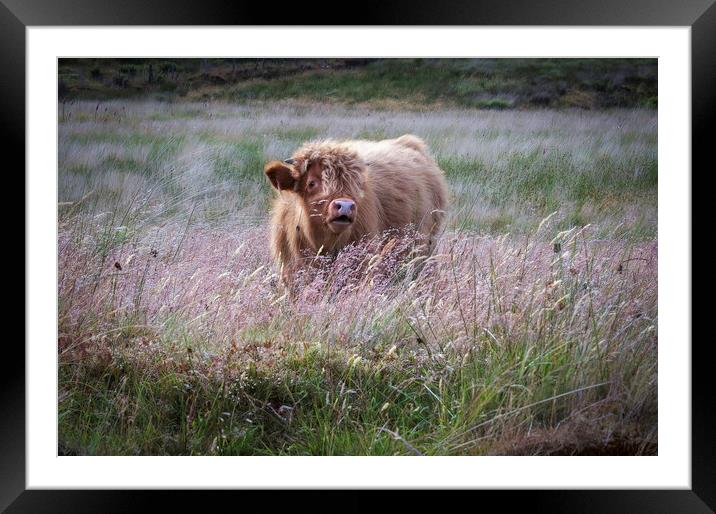 Highland cow calf Framed Mounted Print by Leighton Collins