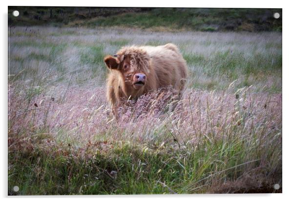 Highland cow calf Acrylic by Leighton Collins