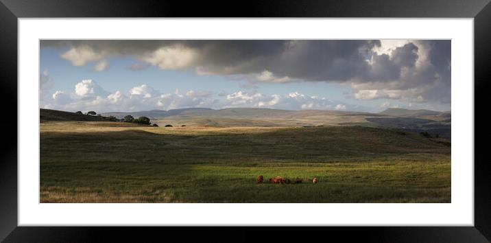 Highland cows on the Brecon Beacons Framed Mounted Print by Leighton Collins