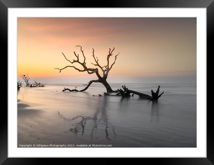 The Boneyard 23/1 Framed Mounted Print by DiFigiano Photography