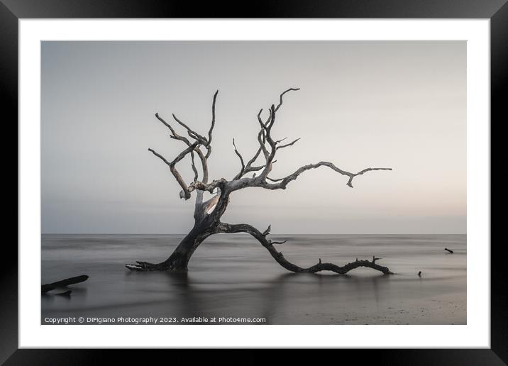 The Boneyard 23/4 Framed Mounted Print by DiFigiano Photography