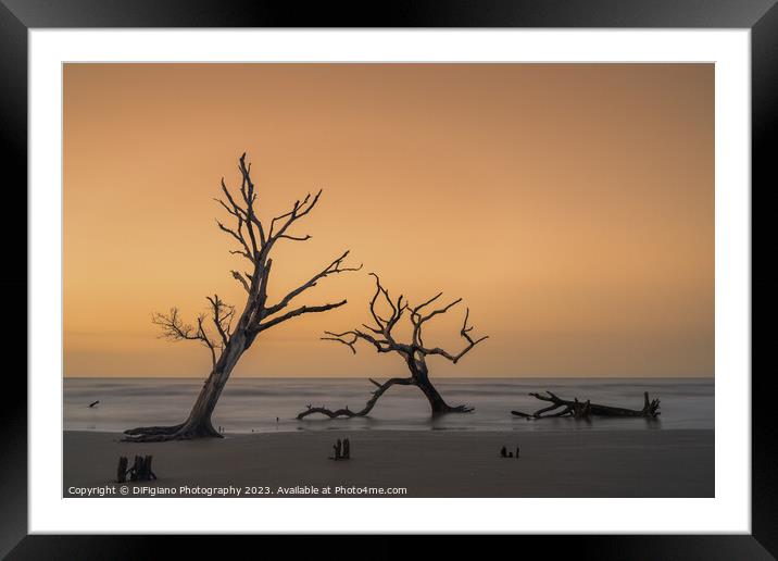 The Boneyard 23/5 Framed Mounted Print by DiFigiano Photography