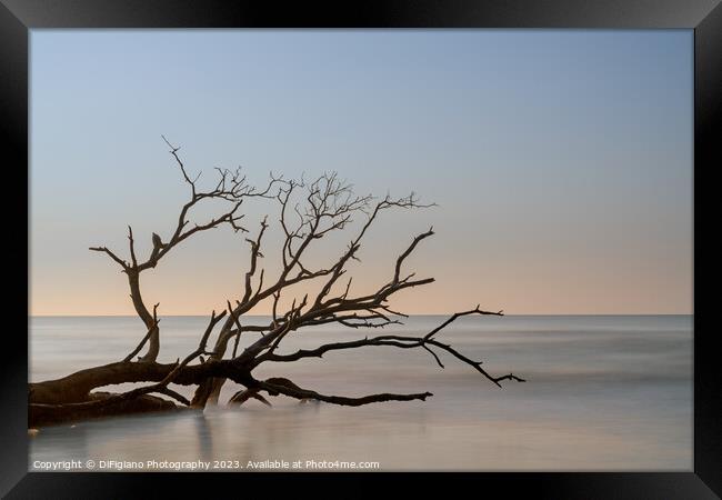 The Boneyard 23/6 Framed Print by DiFigiano Photography