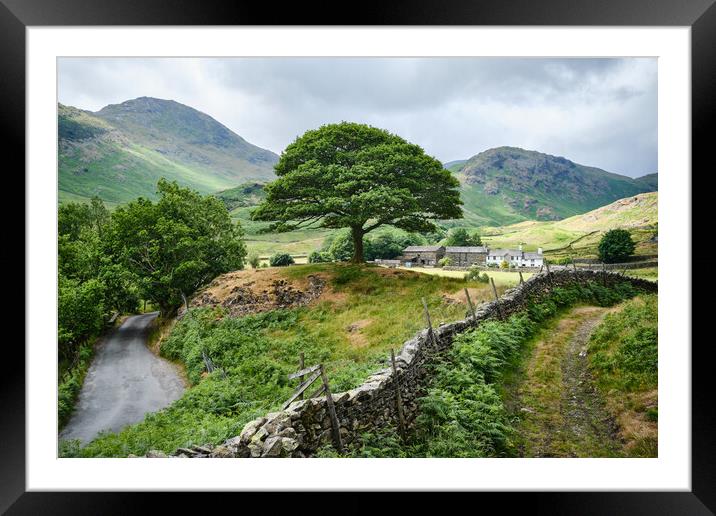 Proud Tree Framed Mounted Print by Kevin Ainslie