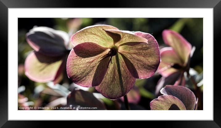 Beautiful Hellbore Flower Pano Framed Mounted Print by Imladris 