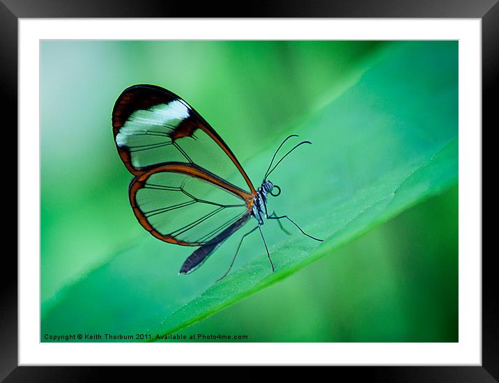 Glasswing Butterfly Framed Mounted Print by Keith Thorburn EFIAP/b