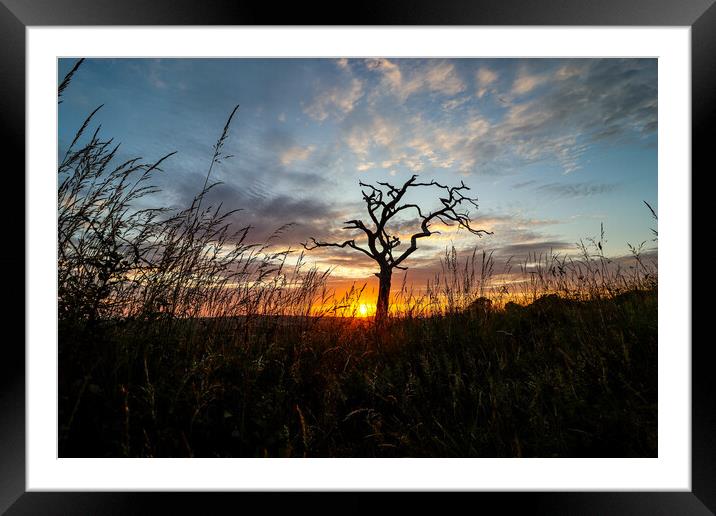 Tranquil Tree Silhouetted by Mesmerizing Sunset Framed Mounted Print by Mel RJ Smith