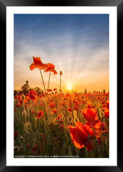 Poppies in sunset Framed Mounted Print by Melanie Viola