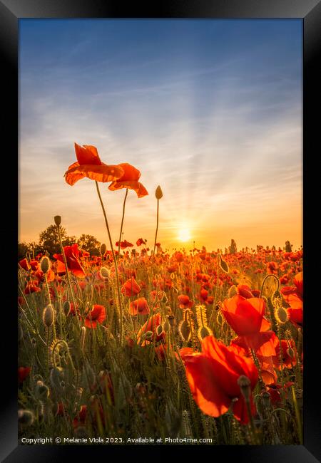 Poppies in sunset Framed Print by Melanie Viola