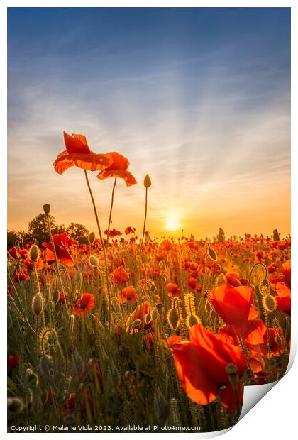Poppies in sunset Print by Melanie Viola