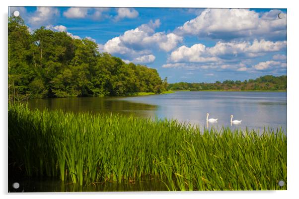 Frensham Great Pond, Surrey  Acrylic by Philip Enticknap