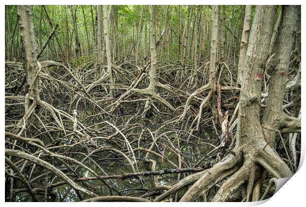 THAILAND PRACHUAP HUA HIN PRANBURI MANGROVES Print by urs flueeler