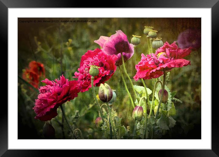 Vibrant Wild Poppies Framed Mounted Print by Jim Jones