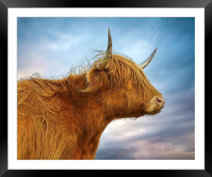 The Highland Cow in profile Framed Mounted Print by Leighton Collins