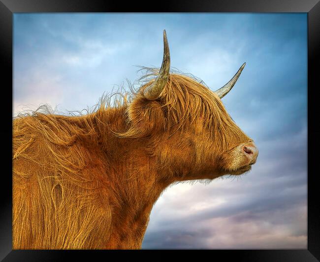 The Highland Cow in profile Framed Print by Leighton Collins