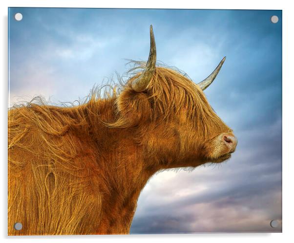 The Highland Cow in profile Acrylic by Leighton Collins