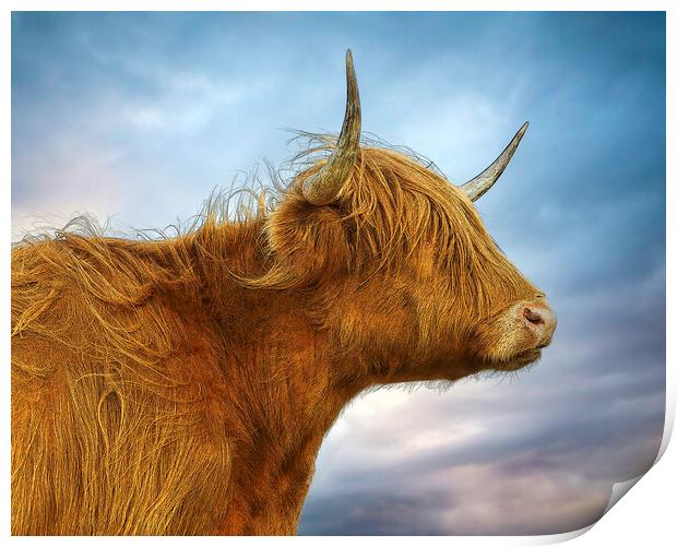The Highland Cow in profile Print by Leighton Collins