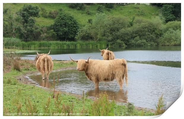 Coos in the Loch Print by Mary M Rodgers