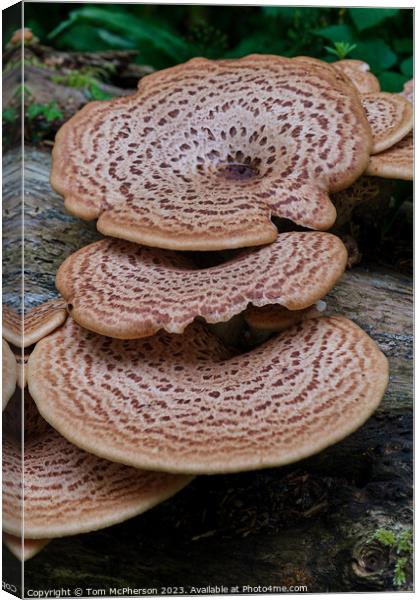 The Mythical Fungus of the Broad-Leaved Trees Canvas Print by Tom McPherson