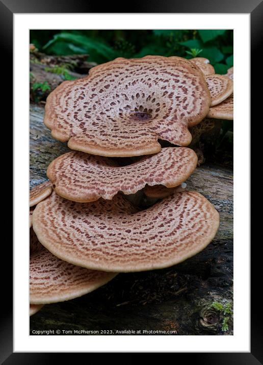 The Mythical Fungus of the Broad-Leaved Trees Framed Mounted Print by Tom McPherson