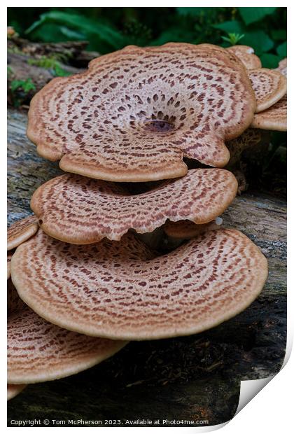 The Mythical Fungus of the Broad-Leaved Trees Print by Tom McPherson