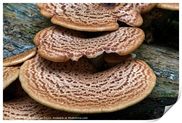 The Edible Hat Dryads Saddle Print by Tom McPherson
