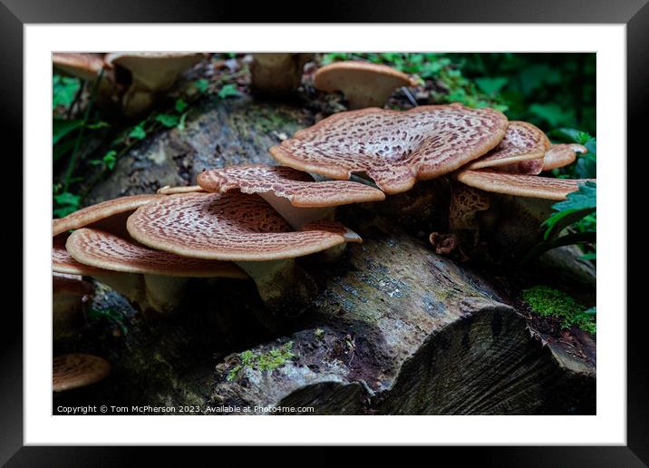 The Rusty Beauty of Dryads Saddle Mushroom Framed Mounted Print by Tom McPherson