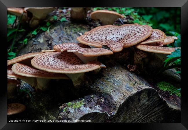 The Rusty Beauty of Dryads Saddle Mushroom Framed Print by Tom McPherson