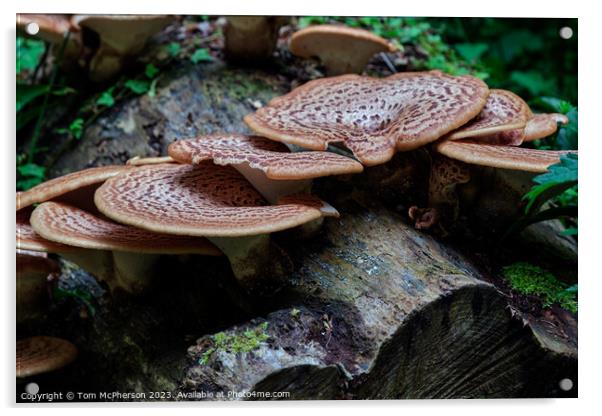 The Rusty Beauty of Dryads Saddle Mushroom Acrylic by Tom McPherson
