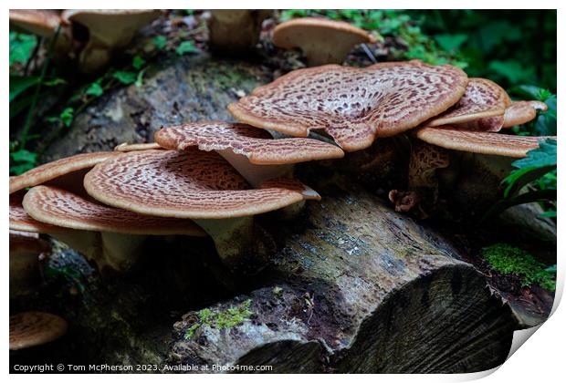 The Rusty Beauty of Dryads Saddle Mushroom Print by Tom McPherson