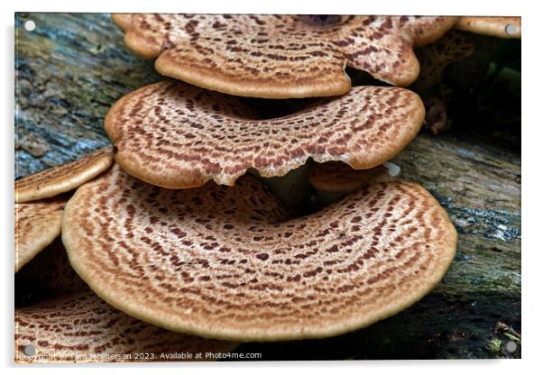 Dryads Saddle Mushroom Acrylic by Tom McPherson
