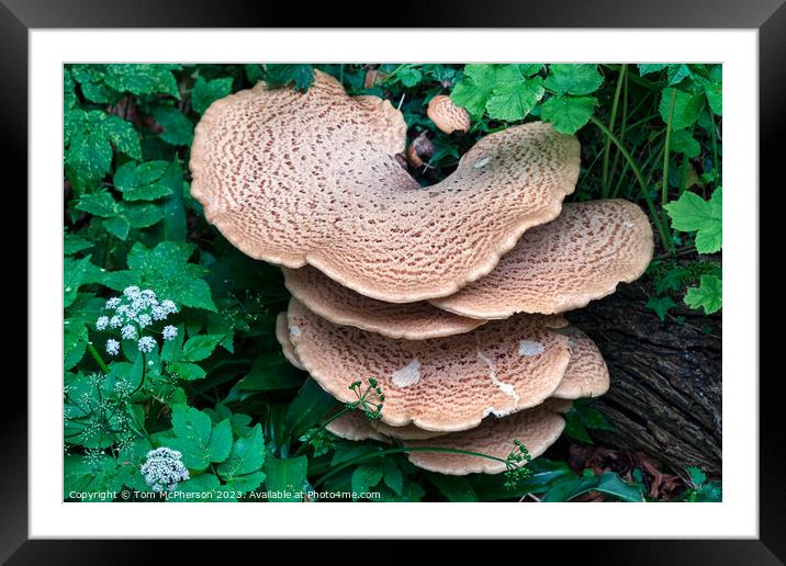 Nature's Sculpture Framed Mounted Print by Tom McPherson