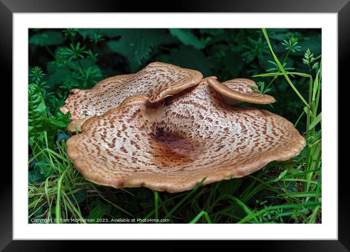Enchanting Dryads Saddle Mushroom Framed Mounted Print by Tom McPherson