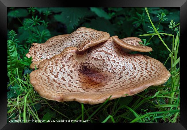 Enchanting Dryads Saddle Mushroom Framed Print by Tom McPherson