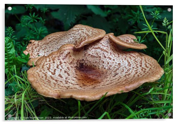 Enchanting Dryads Saddle Mushroom Acrylic by Tom McPherson