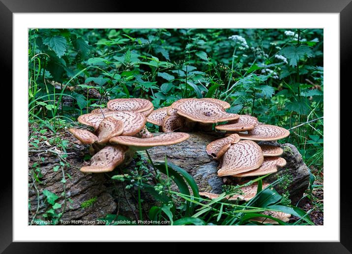 Mushroom Dryads Saddle Framed Mounted Print by Tom McPherson