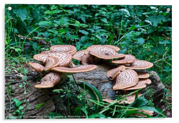 Mushroom Dryads Saddle Acrylic by Tom McPherson