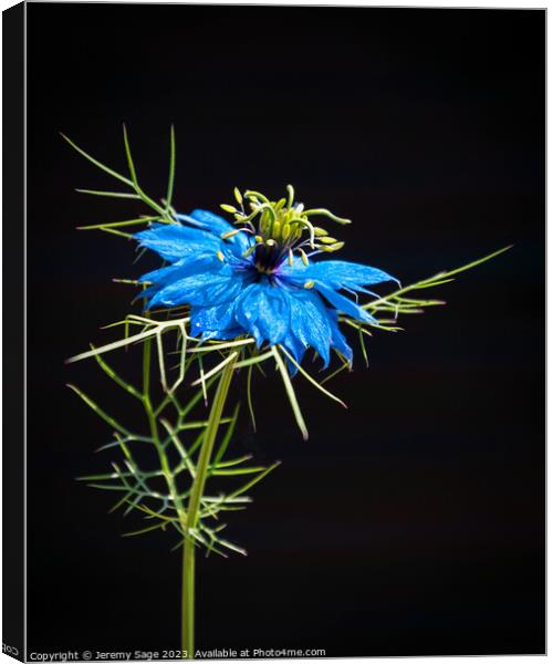 Black & Blue with Green Canvas Print by Jeremy Sage