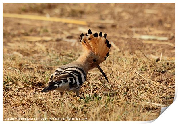Hoopoe with open crest. Print by Bhagwat Tavri