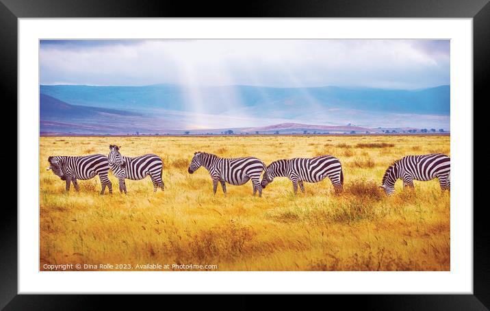 Zebras-African Wild Animals Framed Mounted Print by Dina Rolle