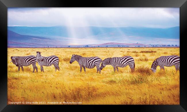 Zebras-African Wild Animals Framed Print by Dina Rolle