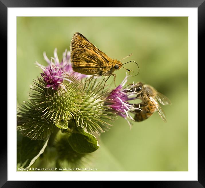 Butterfly and Bee Sharing Framed Mounted Print by Marie Loch