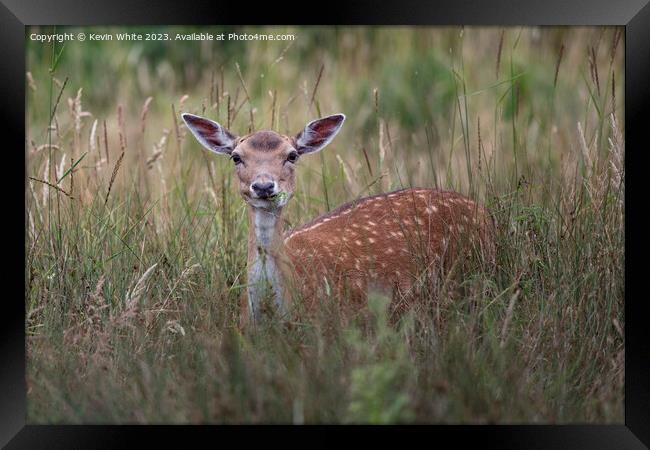 Young fallow deer hiding in the long grass Framed Print by Kevin White
