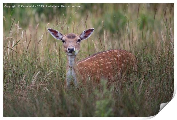 Young fallow deer hiding in the long grass Print by Kevin White